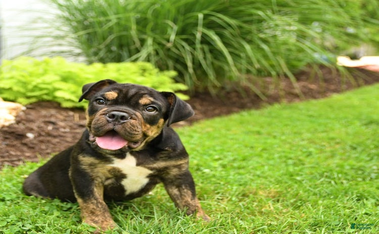English Bulldog dogs for sale - Ad 2