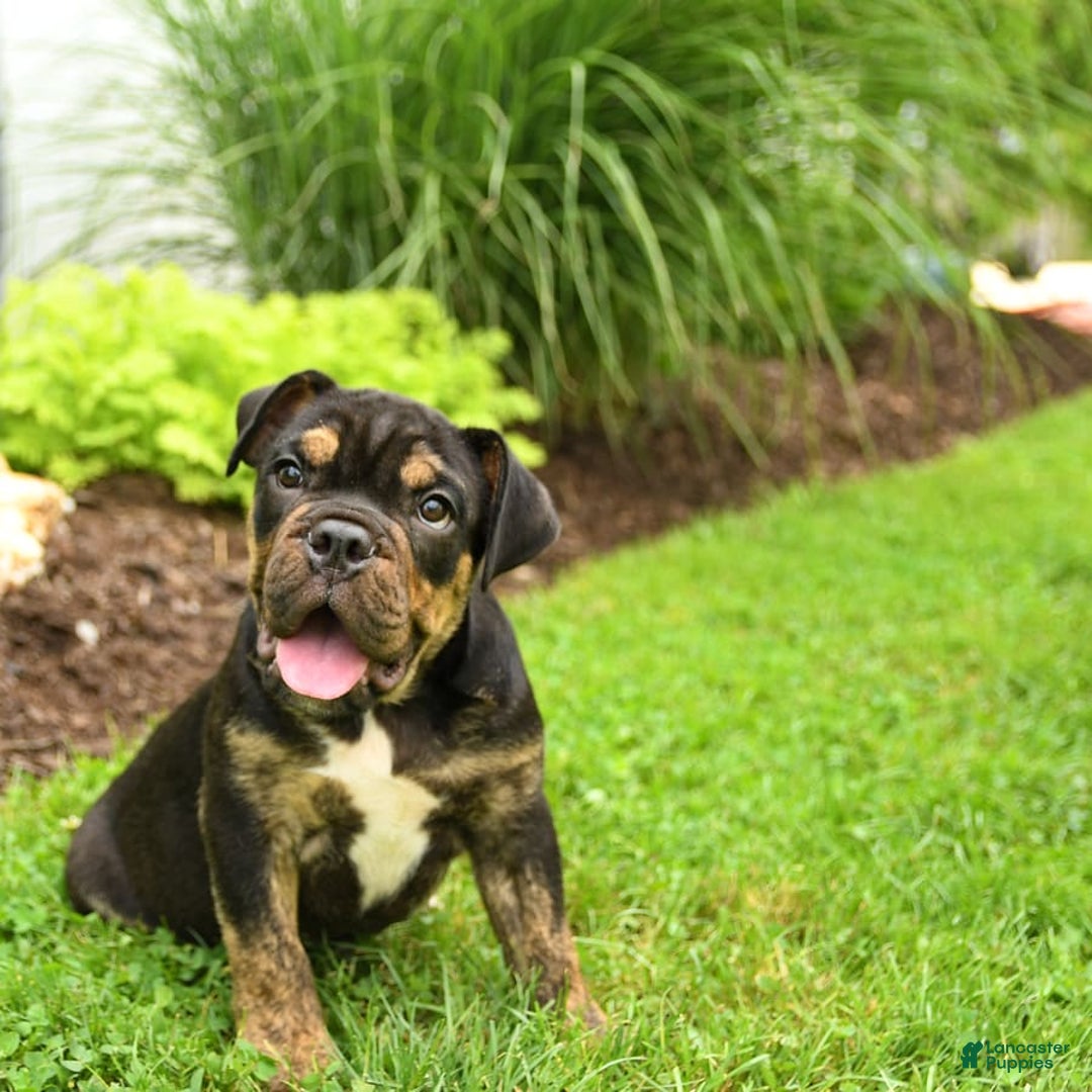 English Bulldog dogs for sale: Teddy - Image 1
