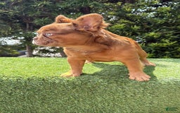 French Bulldog dogs for sale: Birkin - Image 7