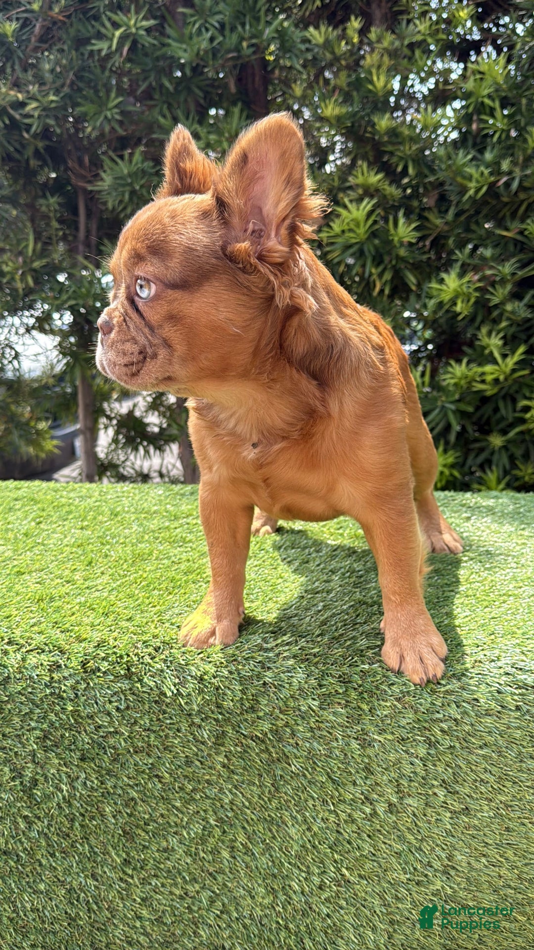 French Bulldog dogs for sale: Birkin - Image 7