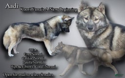 Siberian Husky dogs for sale: Aadi - Image 2