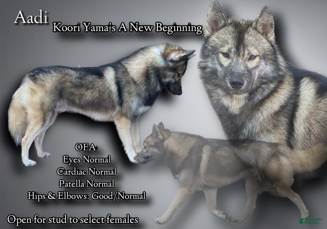 Siberian Husky dogs for sale: Aadi - Image 2