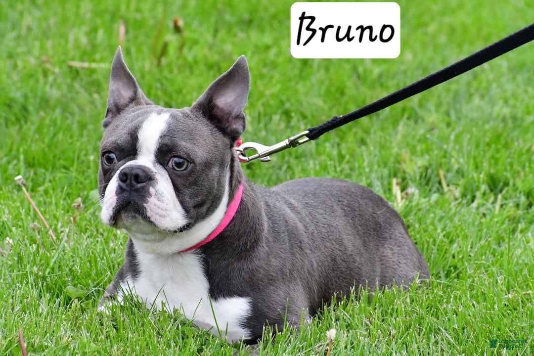 Boston Terrier dogs for sale: Jasper - Image 4