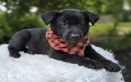 German Shepherd dogs for sale: Rowdy - Image 1