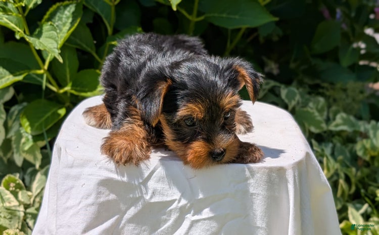 Yorkshire Terrier dogs for sale - Ad 5