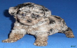 Yorkiepoo dogs for sale: Patches - Image 6