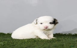 Shihpoo dogs for sale: Billy - Image 22