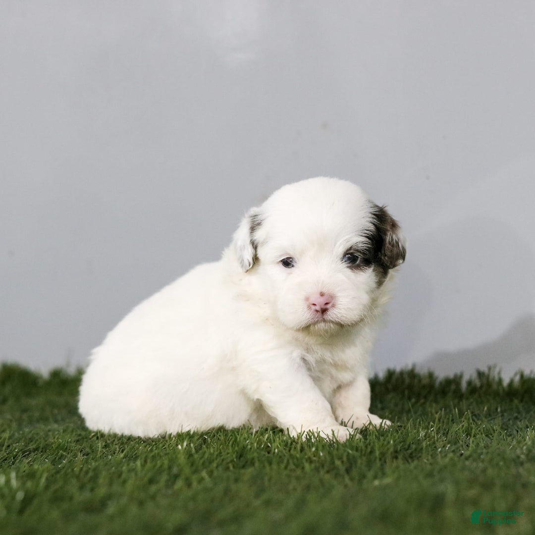 Shihpoo dogs for sale: Billy - Image 22