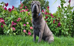 Mini Hippo dogs for sale: Bella - Image 12