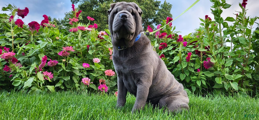 Mini Hippo dogs for sale: Bella - Image 12