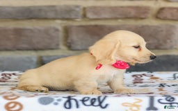 Miniature Dachshund dogs for sale: Tucker - Image 9