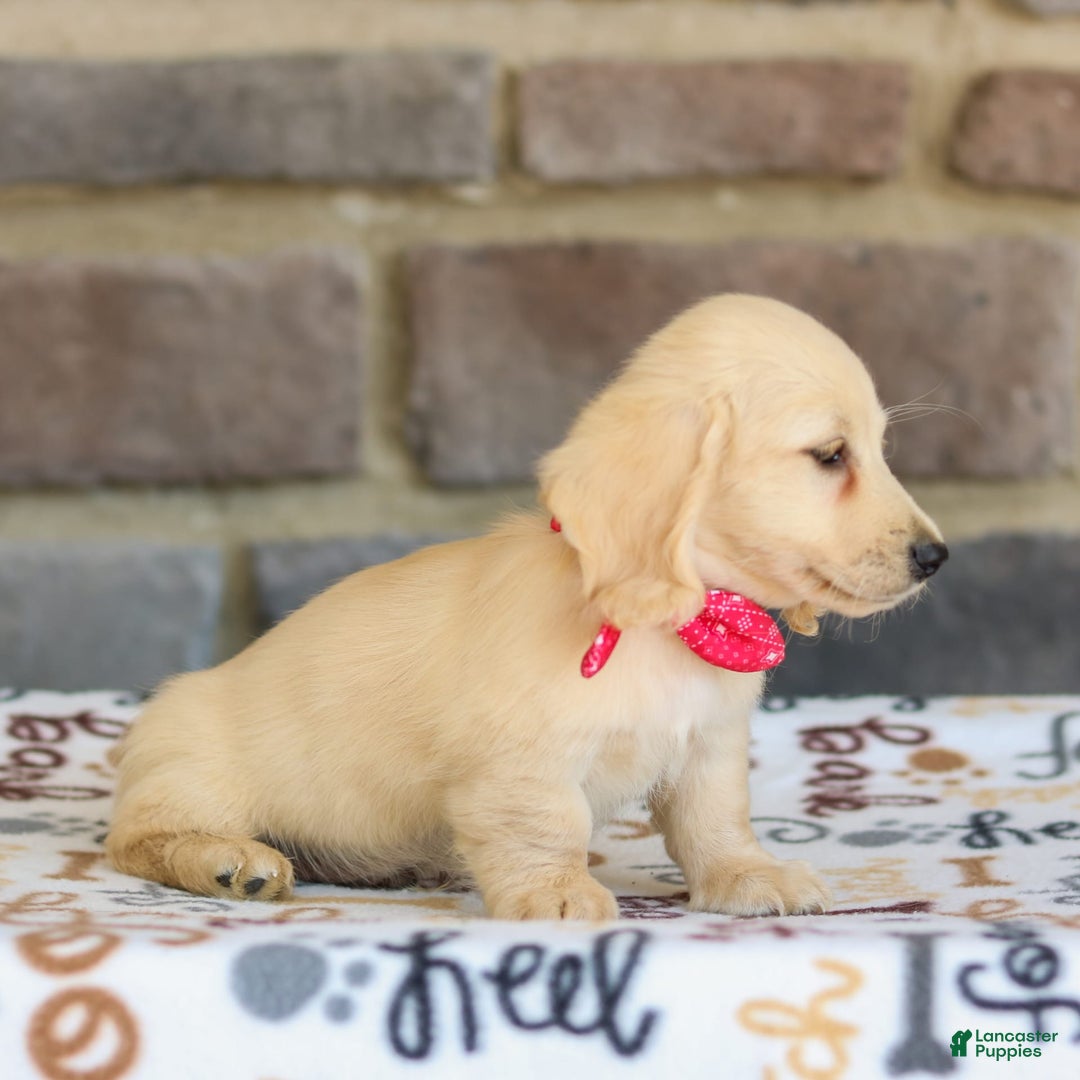 Miniature Dachshund dogs for sale: Tucker - Image 9