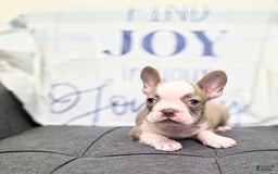 French Bulldog dogs for sale: Comrad - Image 1