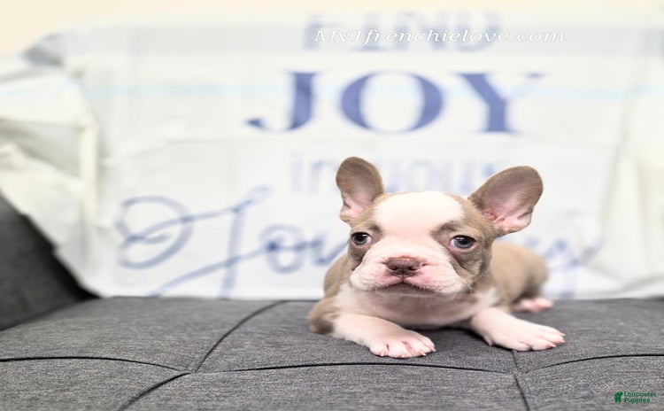 French Bulldog dogs for sale - Ad 5