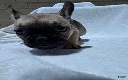 French Bulldog dogs for sale: Sasha - Image 7