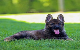 German Shepherd dogs for sale: Axel - Image 14