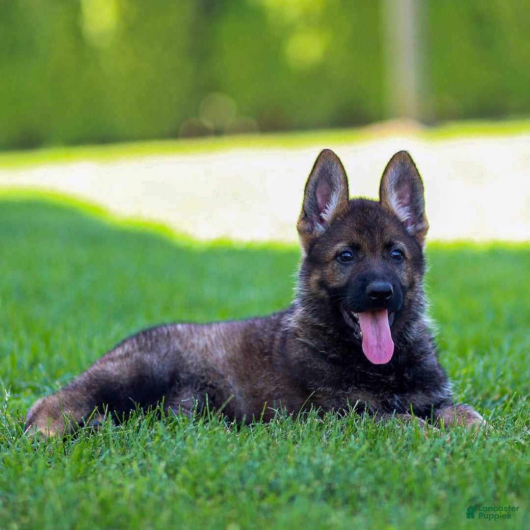 German Shepherd dogs for sale: Axel - Image 14