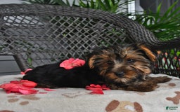 Yorkshire Terrier dogs for sale: Lilac - Image 2