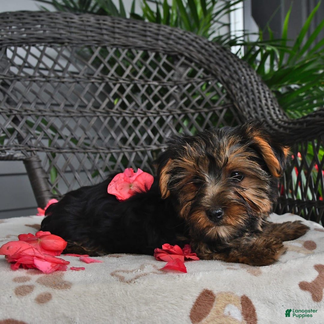 Yorkshire Terrier dogs for sale: Lilac - Image 2