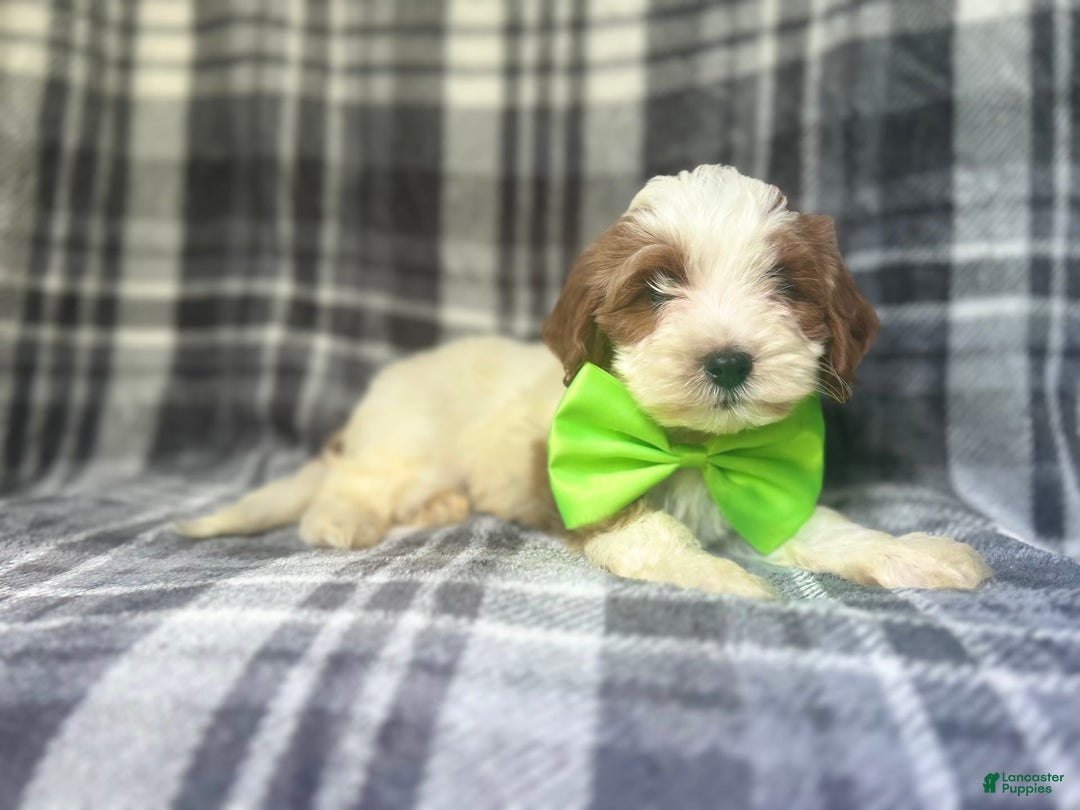 Cavapoo dogs for sale: Cheeto - Image 5