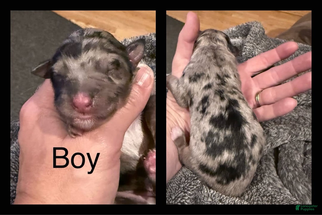 Miniature Australian Shepherd dogs for sale: Riggs - Image 2