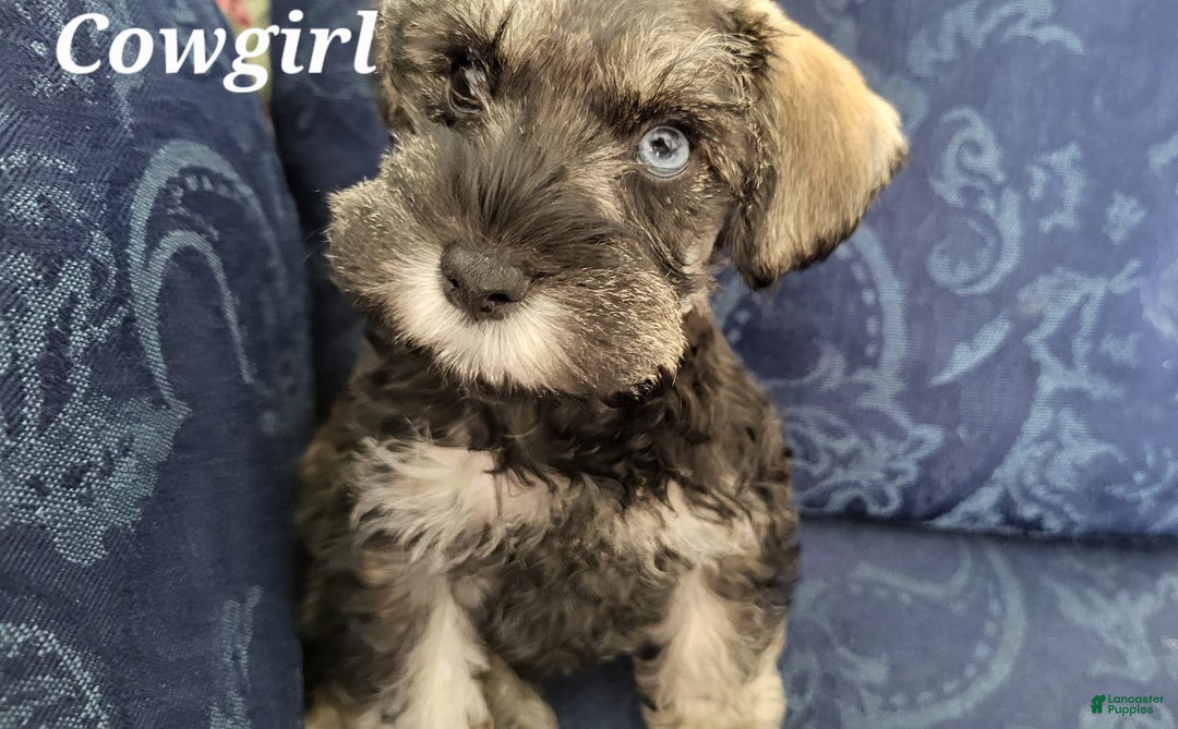 Miniature Schnauzer dogs for sale: Cowgirl - Image 4