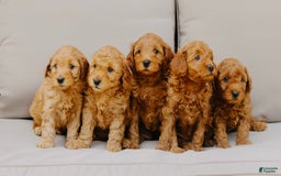 Mini Goldendoodle dogs for sale: Carter - Image 2