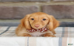 Miniature Dachshund dogs for sale: Sparky - Image 3