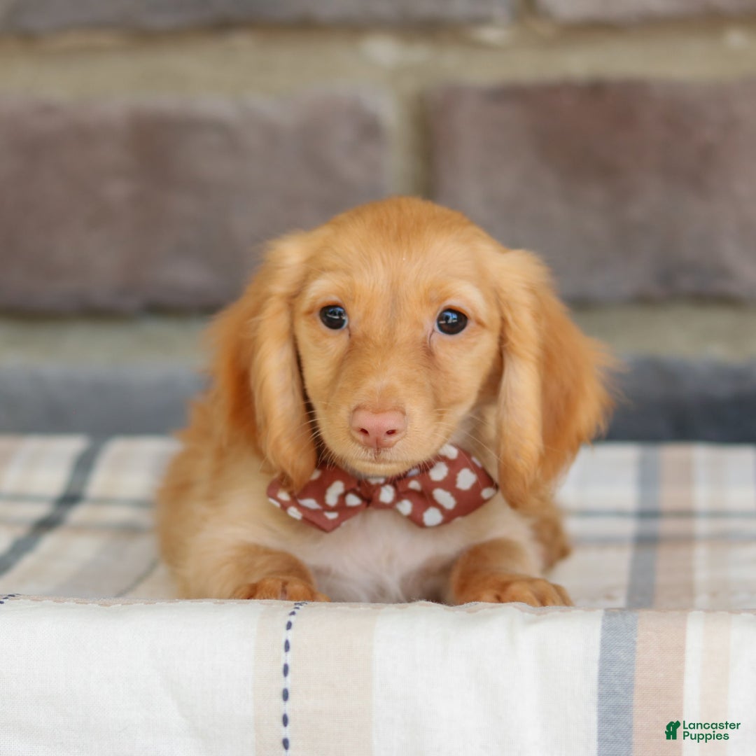 Miniature Dachshund dogs for sale: Sparky - Image 3
