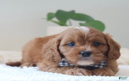 Cavapoo dogs for sale: Fynn - Image 6