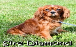 Cavalier King Charles Spaniel dogs for sale: Lance - Image 11