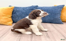 English Springer Spaniel dogs for sale: Lewis - Image 5