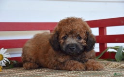 Cockapoo dogs for sale: Spencer - Image 2