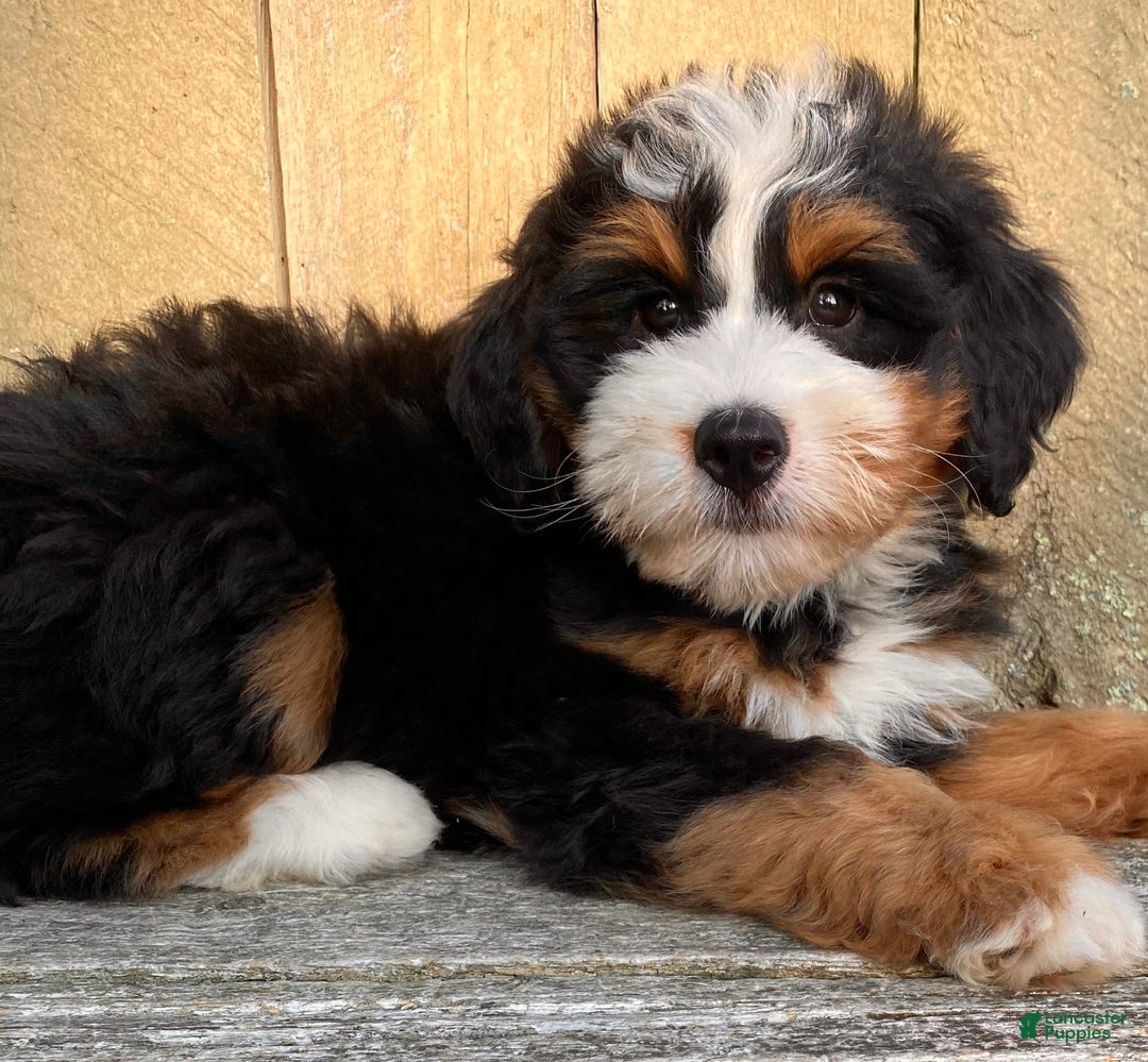 Mini Bernedoodle dogs for sale: 💜 Boston Ma 💜 Mini Bernedoodle - Image 22