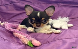 Chihuahua dogs for sale: Fancy Stance - Image 1