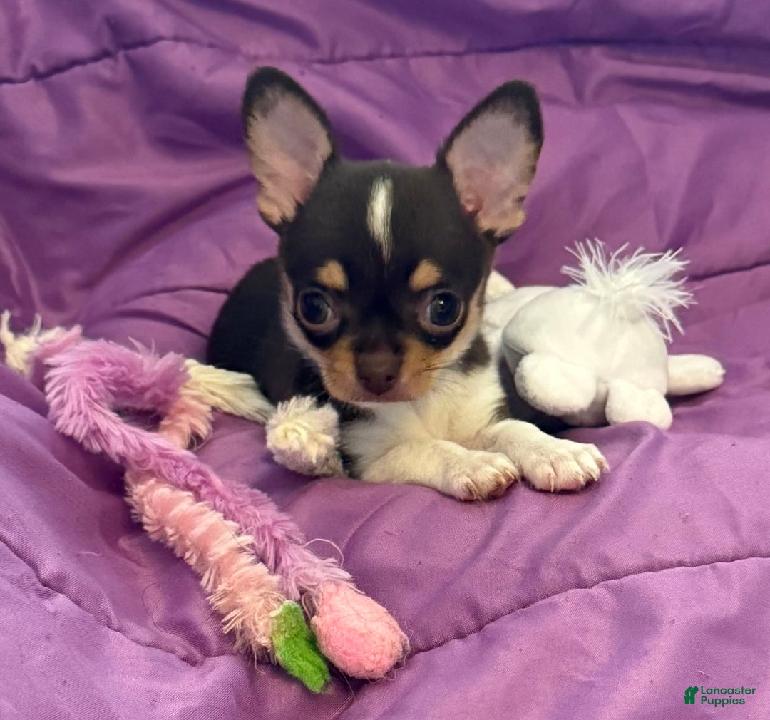 Chihuahua dogs for sale: Fancy Stance - Image 1