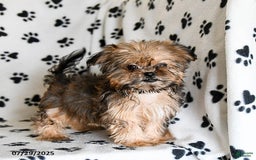 Shorkie dogs for sale: Hudson - Image 16