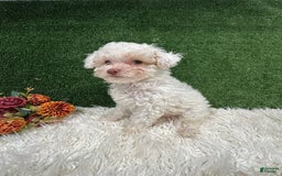 Toy Poodle dogs for sale: Leo Corbata Azul - Image 6