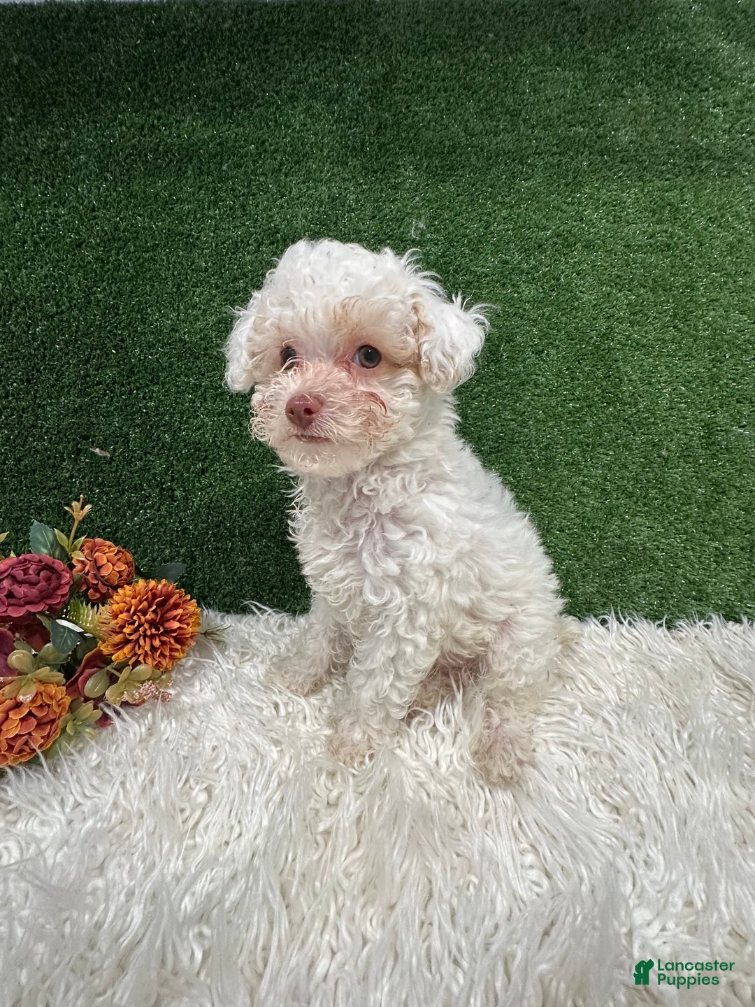 Toy Poodle dogs for sale: Leo Corbata Azul - Image 6