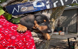 Miniature Dachshund dogs for sale: Matt - Image 4