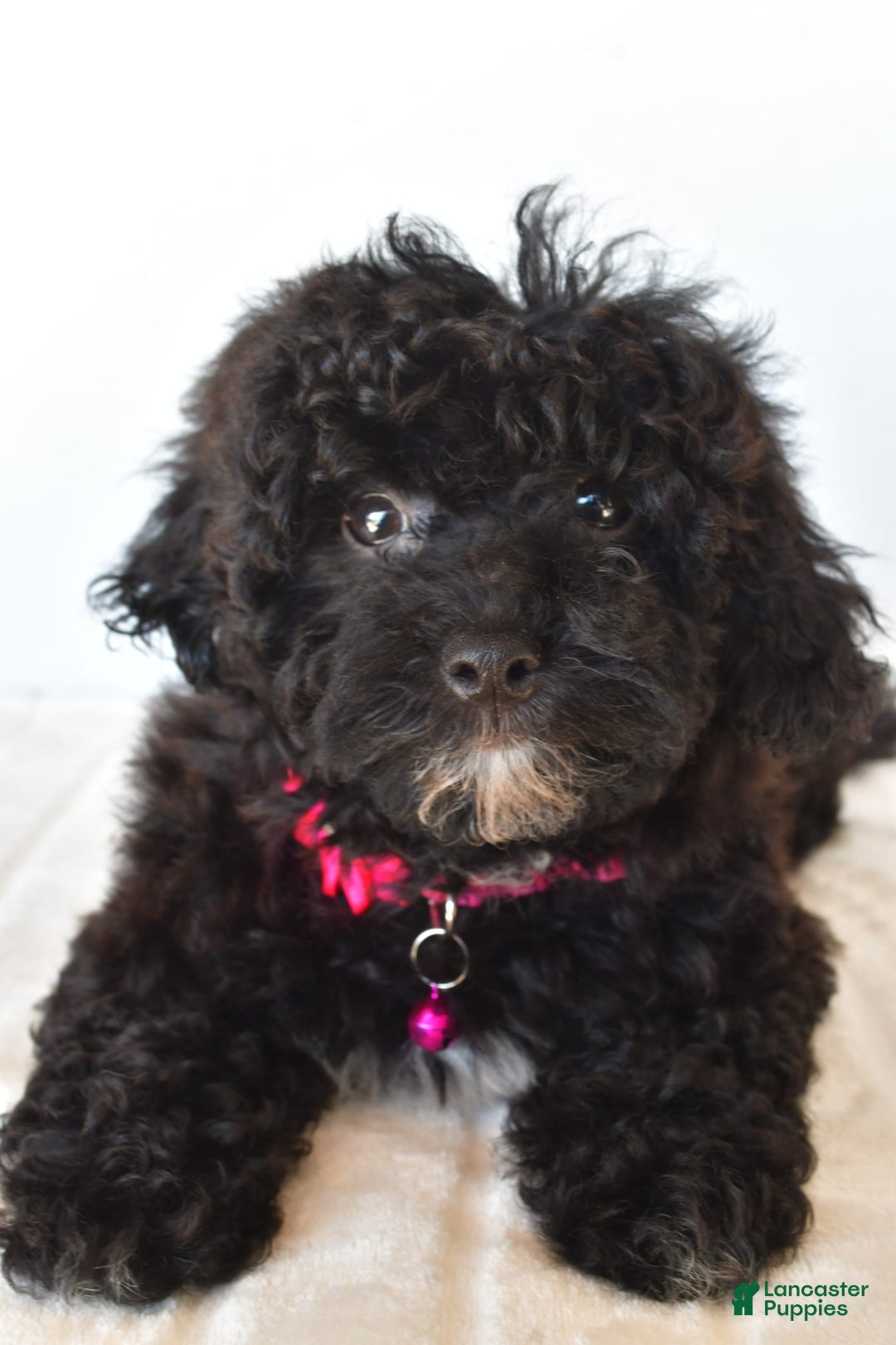 Bichpoo dogs for sale: Roxan - Image 1