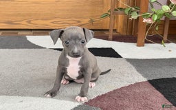 Italian Greyhound dogs for sale: Kk - Image 12