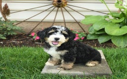 Mini Bernedoodle dogs for sale: Pongo - Image 10