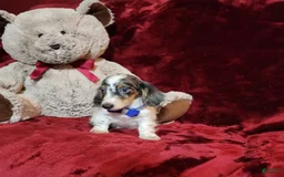 Miniature Dachshund dogs for sale: River - Image 3