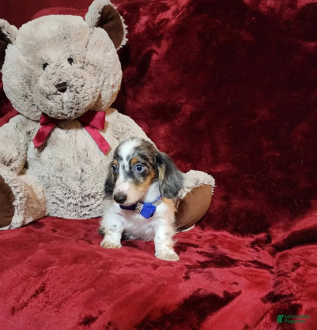 Miniature Dachshund dogs for sale: River - Image 3