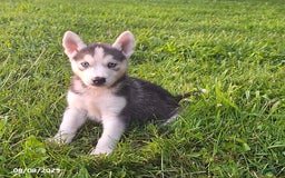 Gerberian Shepsky dogs for sale: Ace - Image 1
