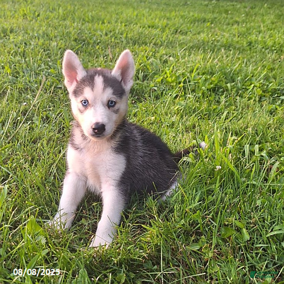Gerberian Shepsky dogs for sale: Ace - Image 1
