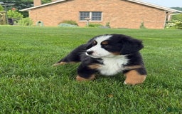 Bernese Mountain Dog dogs for sale: Ivy - Image 6