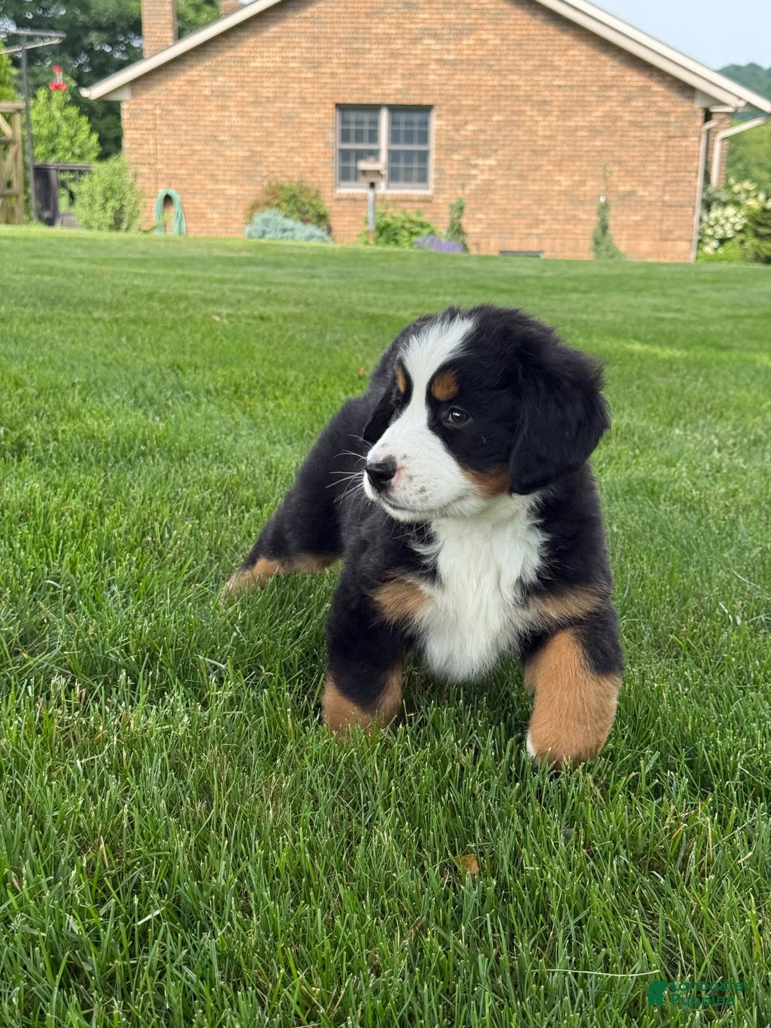 Bernese Mountain Dog dogs for sale: Ivy - Image 6