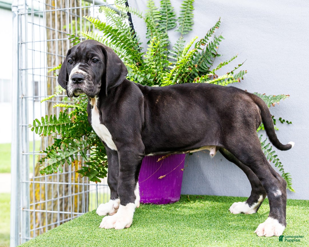 Great Dane dogs for sale: Trever - Image 15